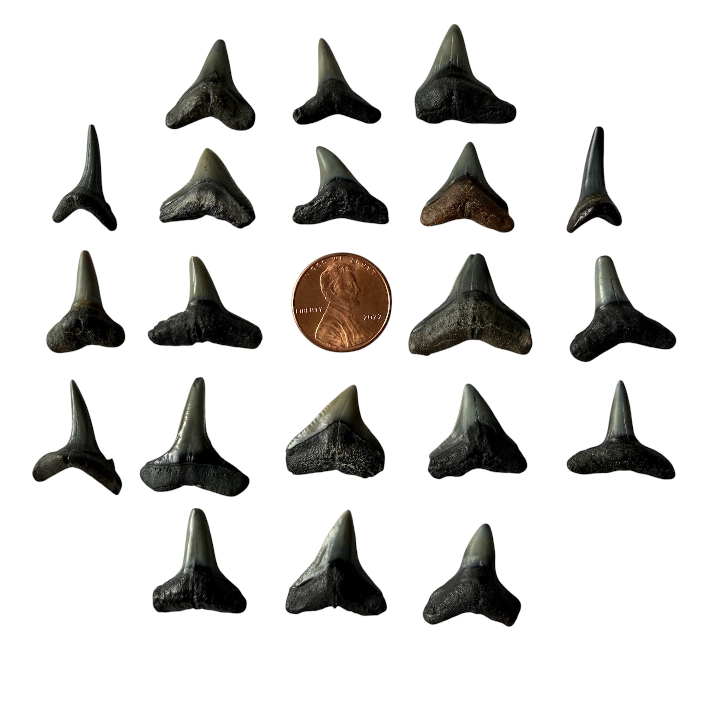 RANDOM Lucky Shark Tooth