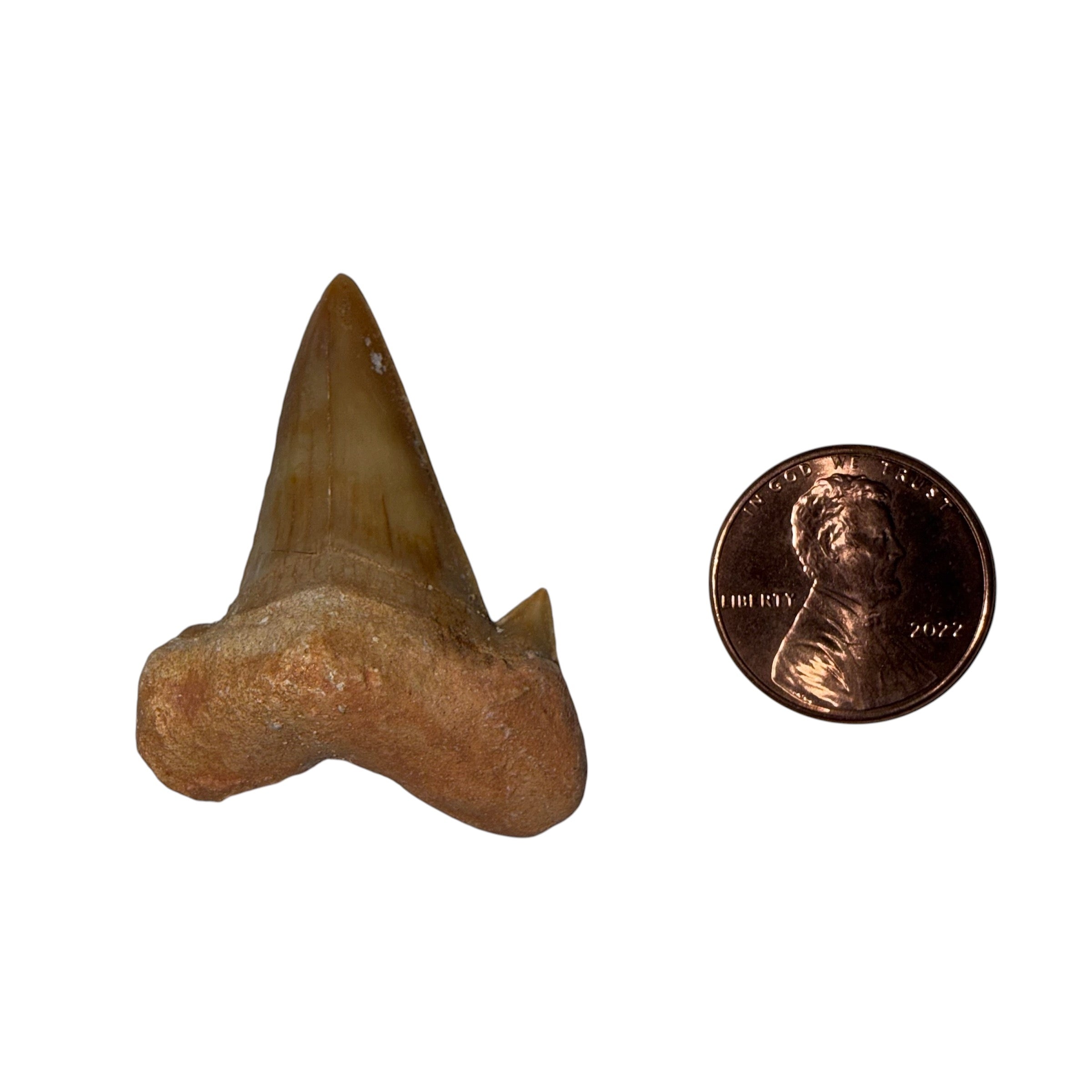 Moroccan Great White Shark tooth