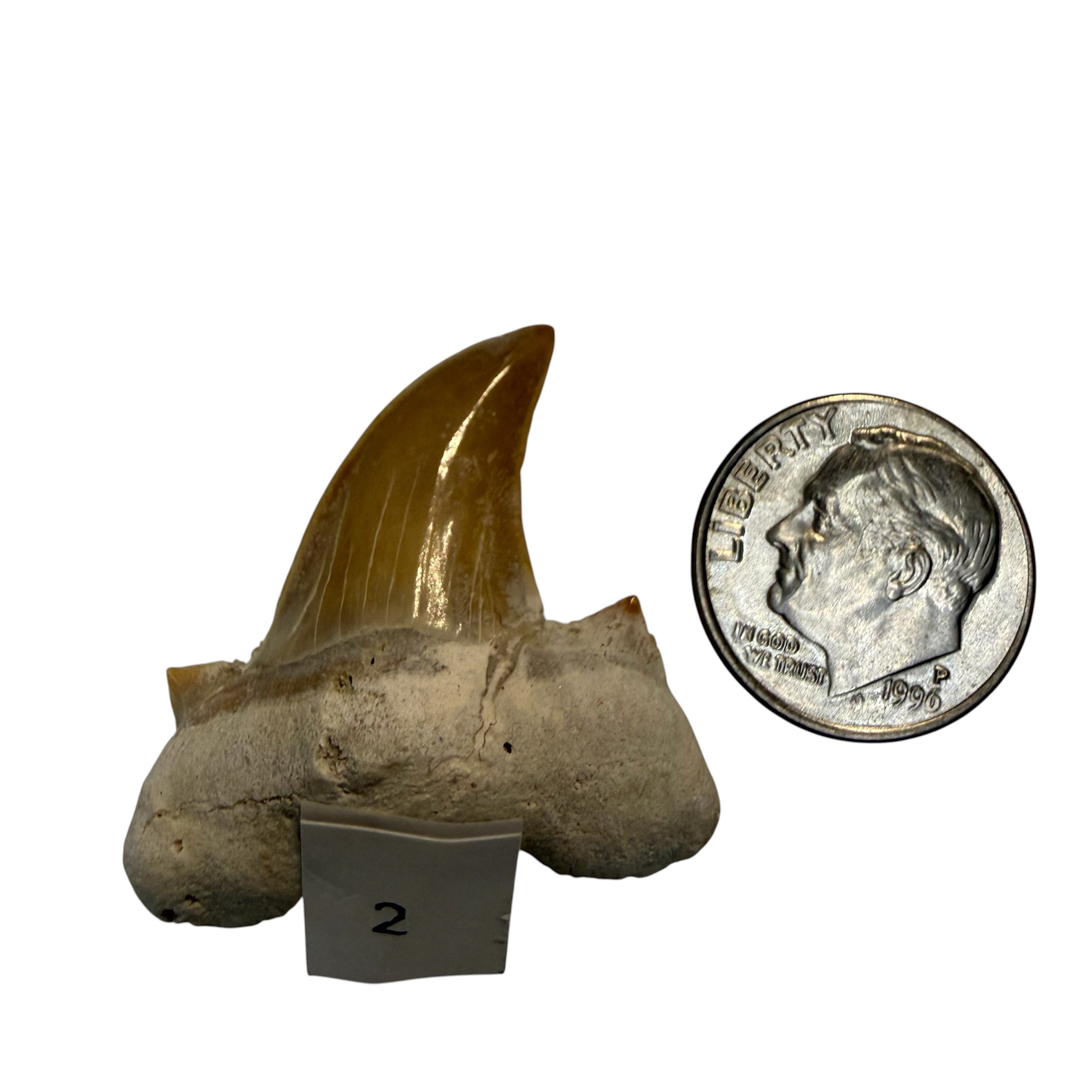 Moroccan Great White Shark teeth