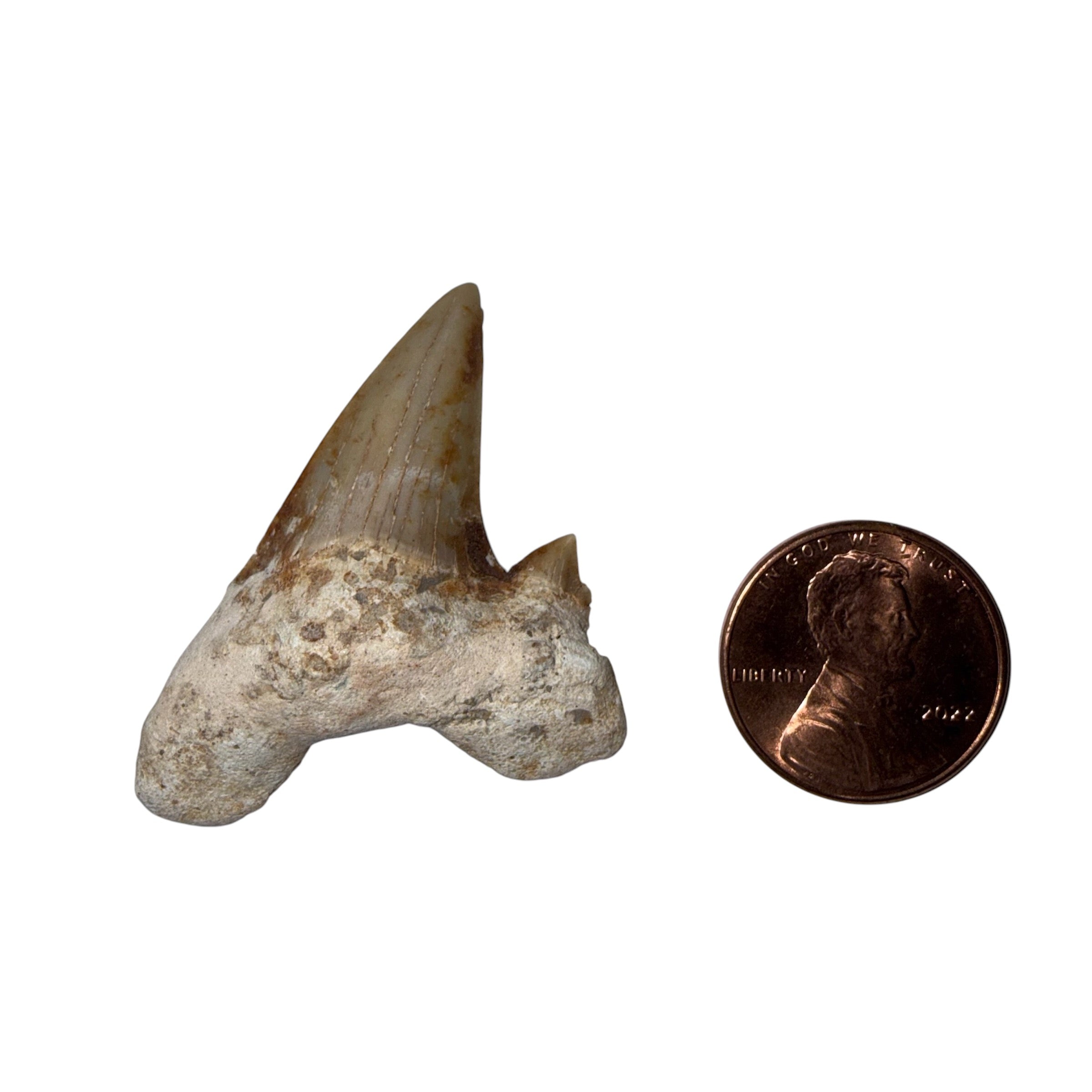 Moroccan Great White Shark tooth