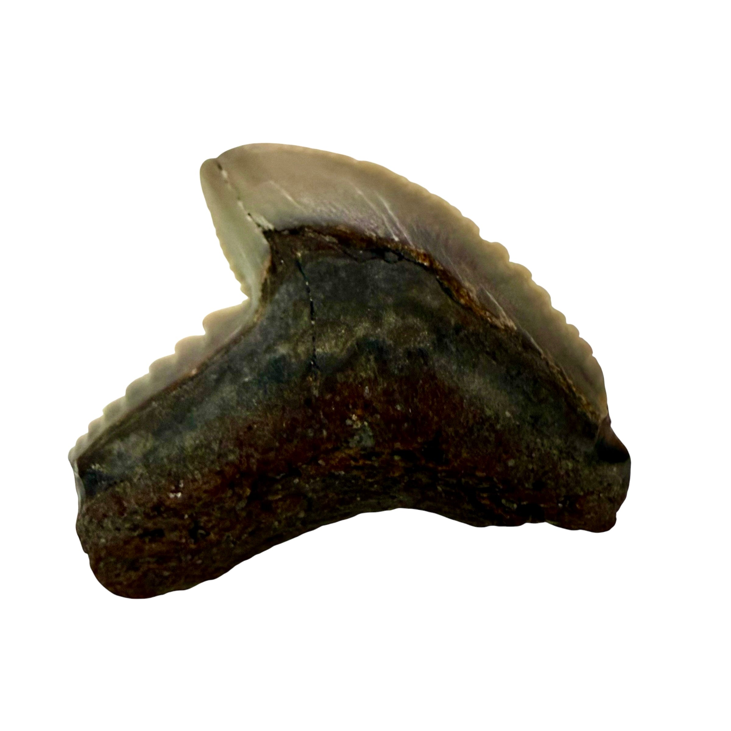 Tiger Shark Teeth