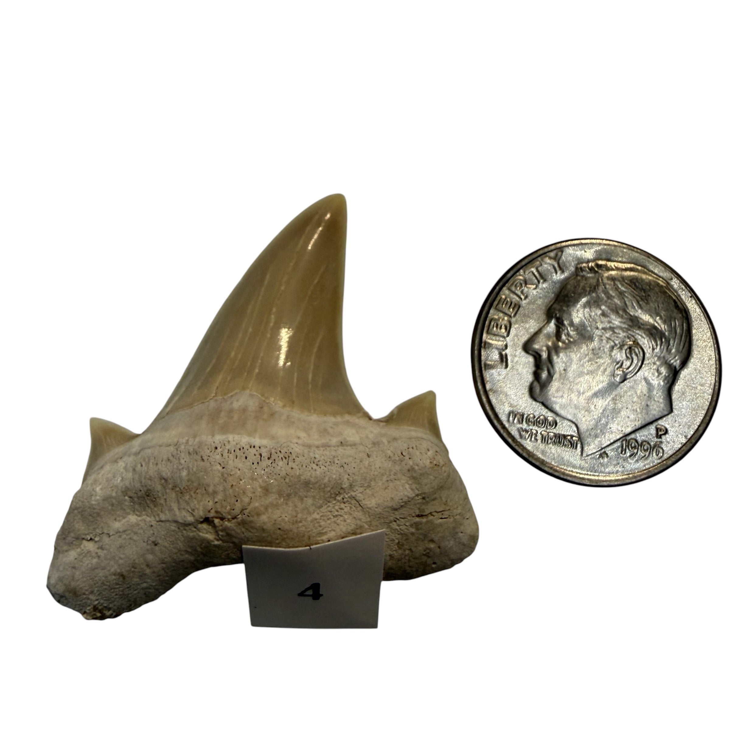 Moroccan Great White Shark teeth