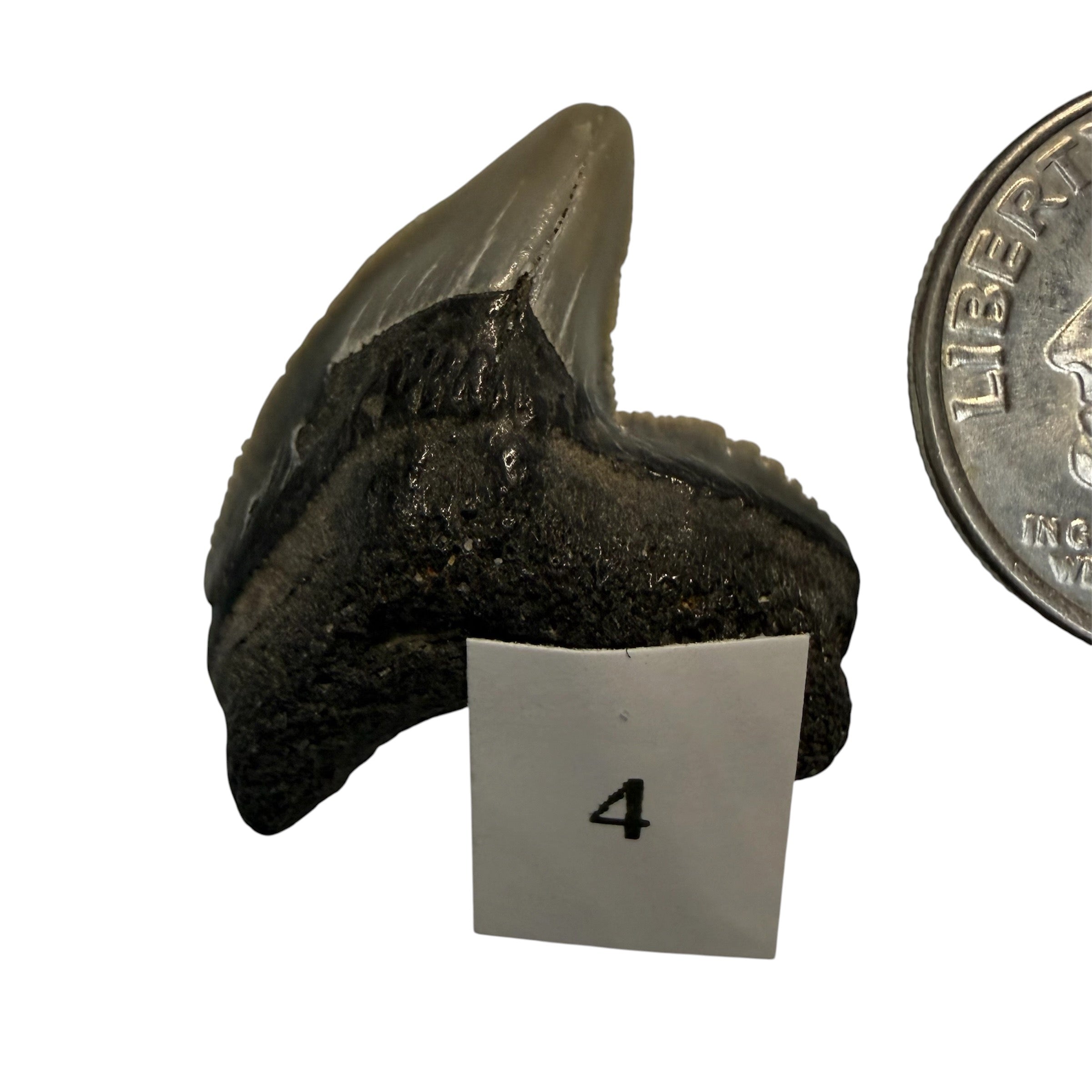 Tiger Shark Teeth