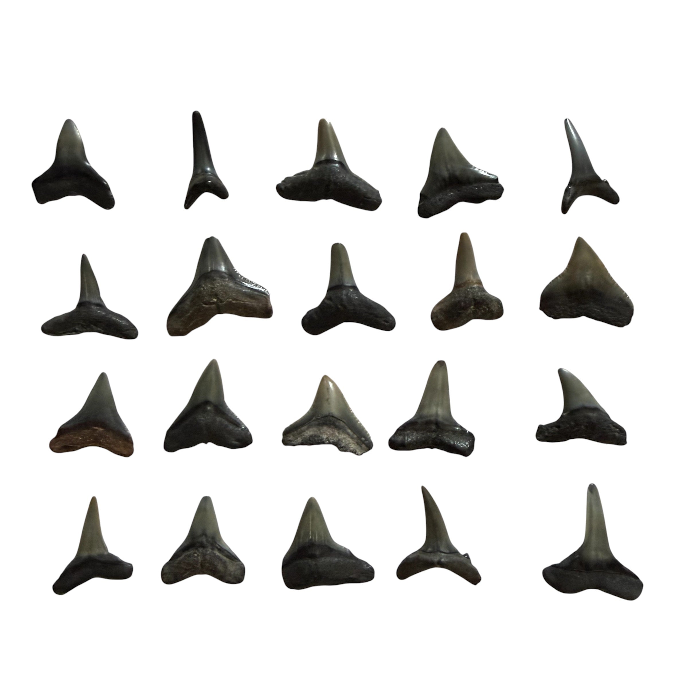 RANDOM Lucky Shark Tooth