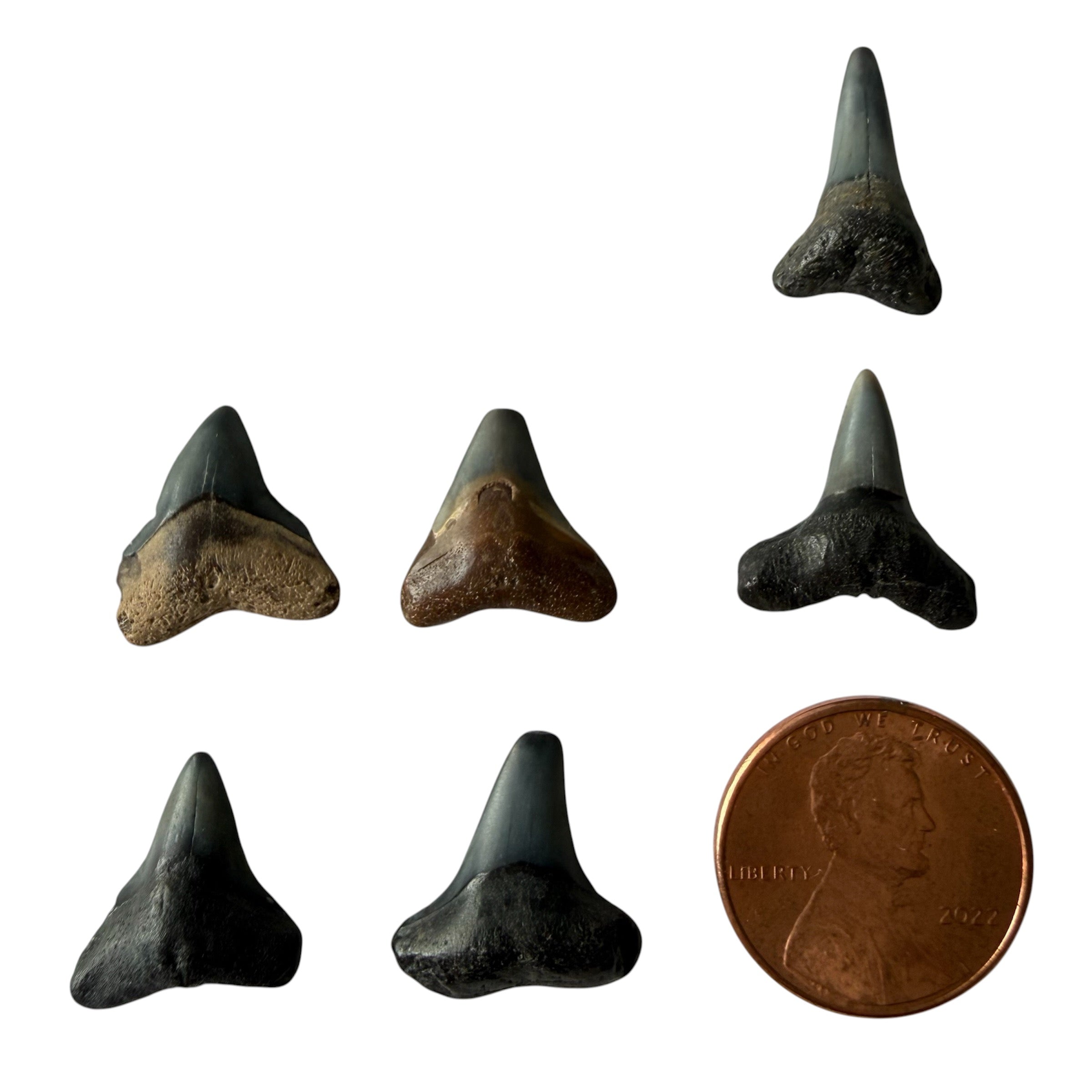 RANDOM Lucky Shark Tooth