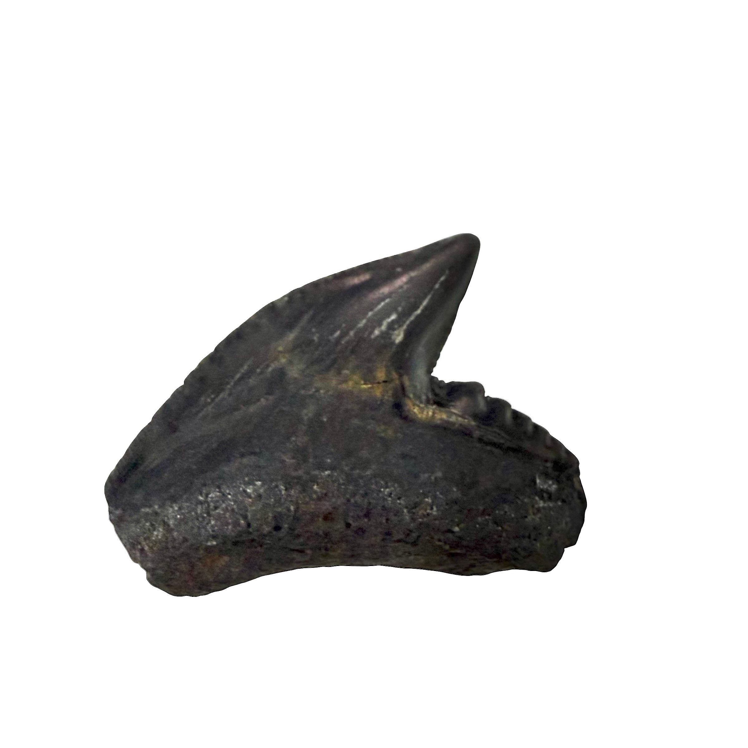 Tiger Shark Teeth