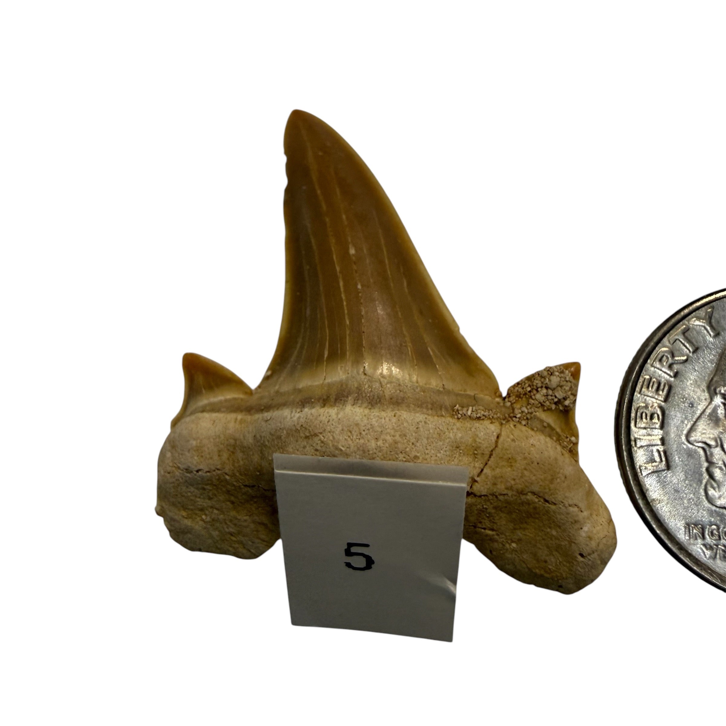 Moroccan Great White Shark teeth