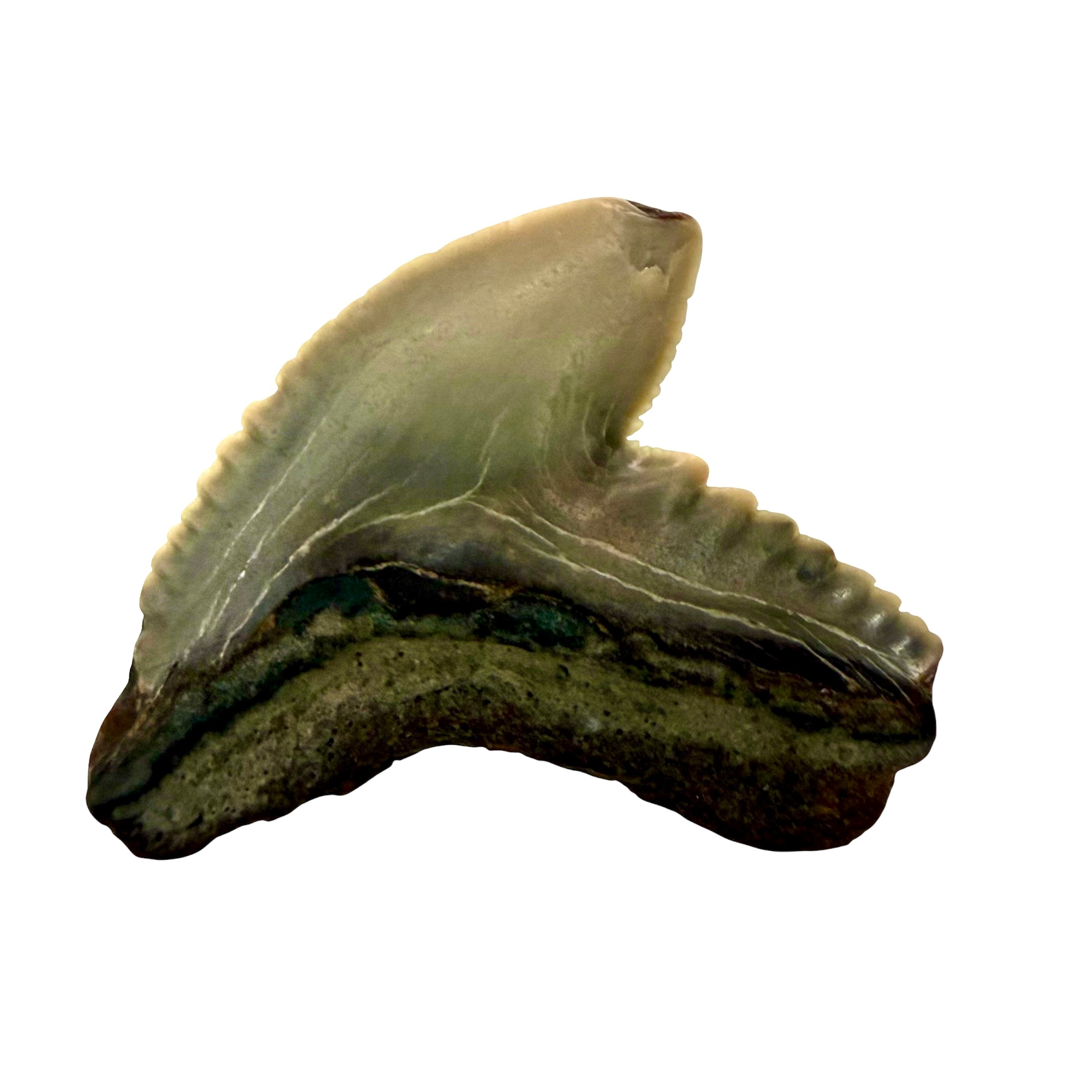 Tiger Shark Teeth
