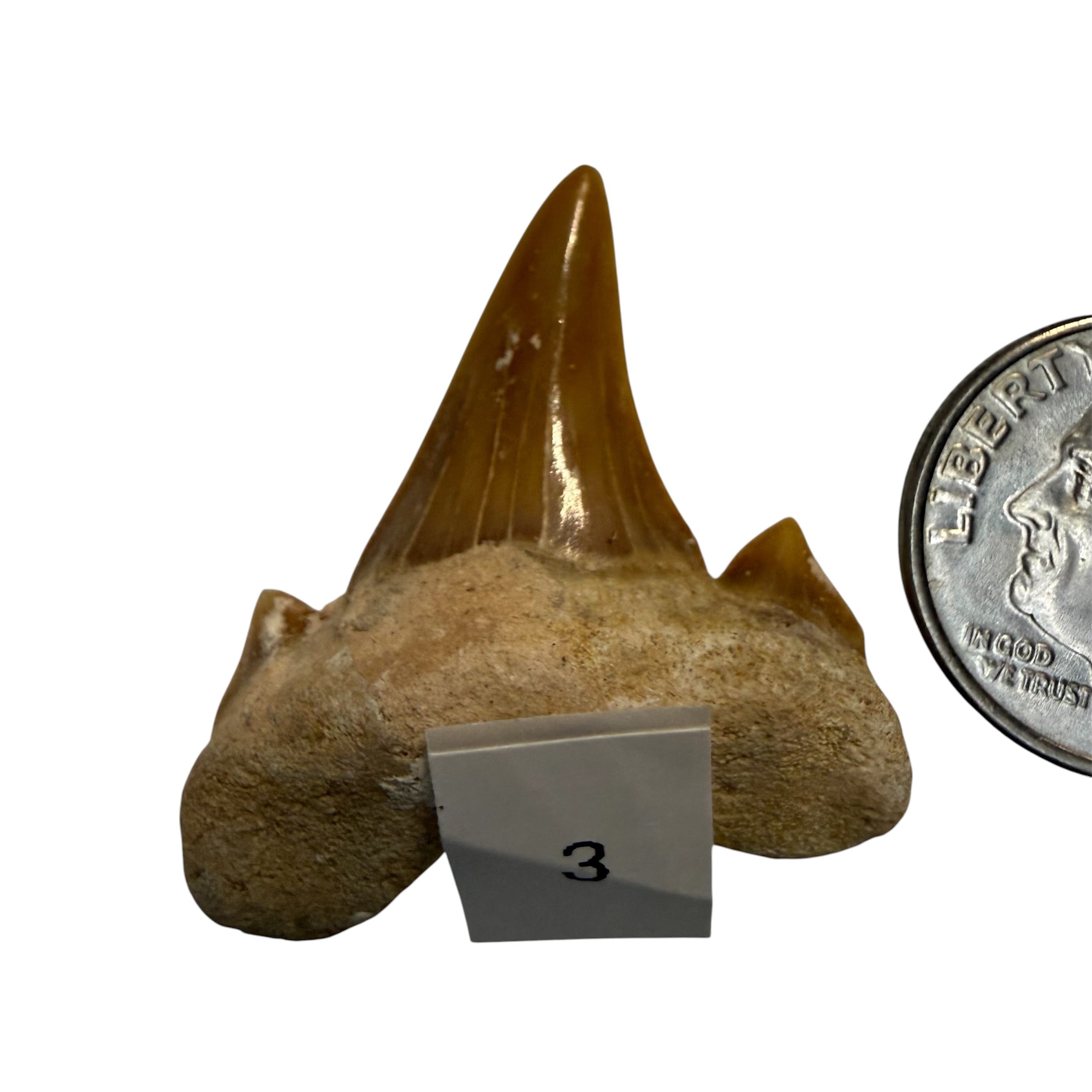 Moroccan Great White Shark teeth