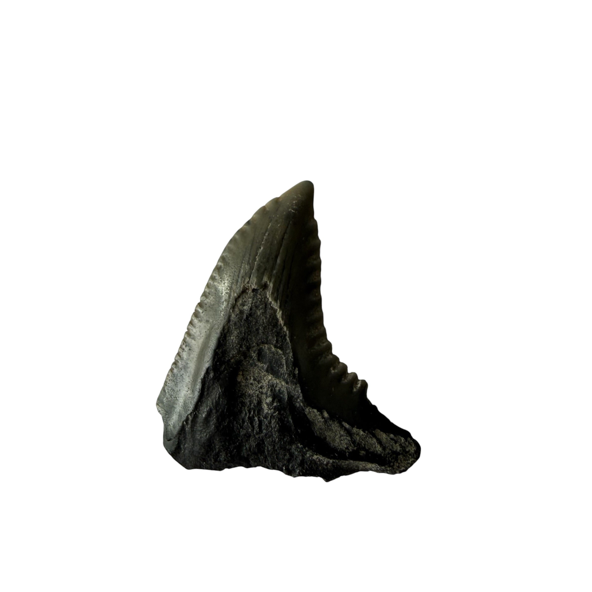 Snaggletooth Shark Teeth